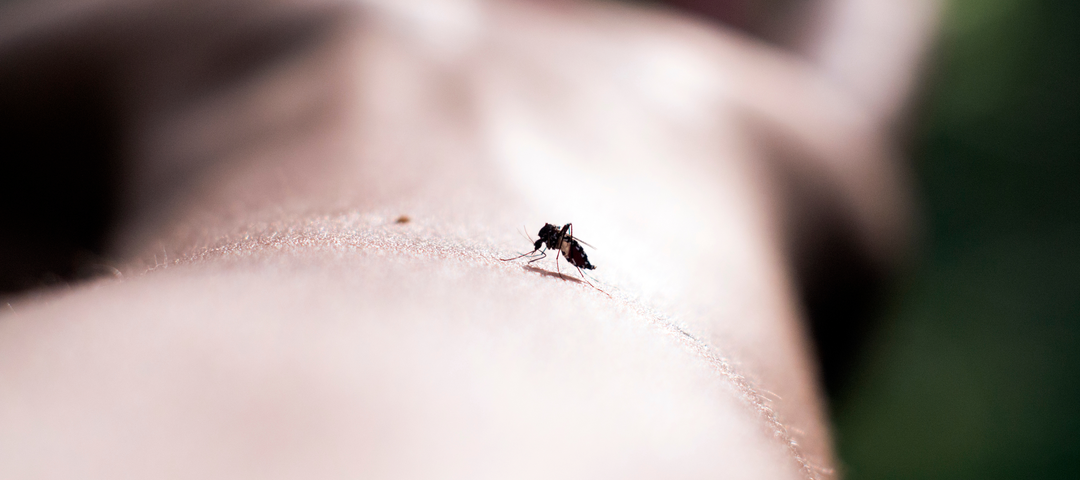 mosquitos